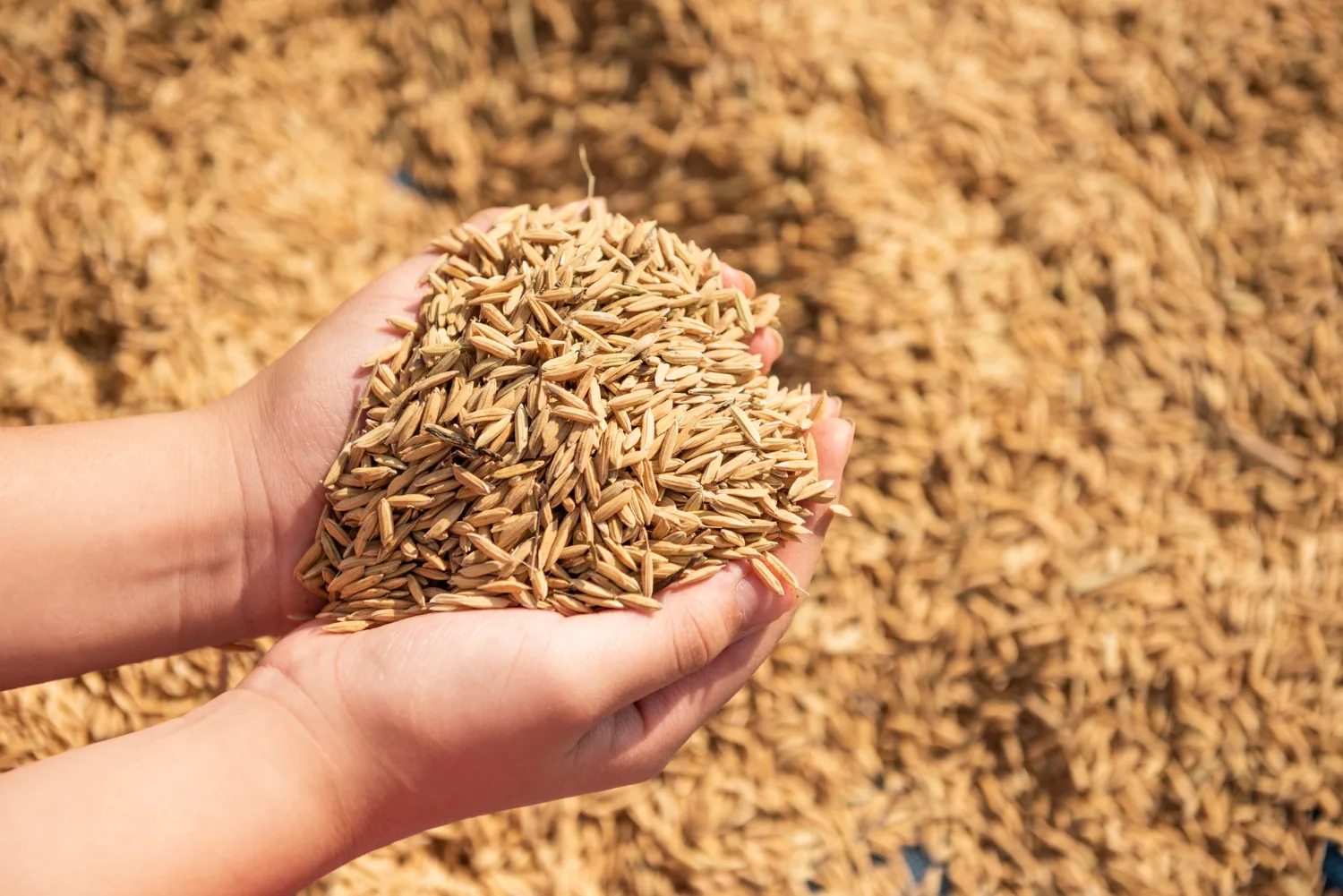 Greater Poland Grain Market: Wide Price Spreads Put Farmers’ Margins at Stake